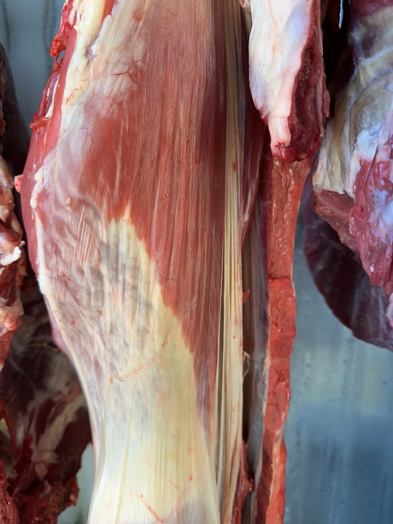 构树牛肉新鲜现切牛腩