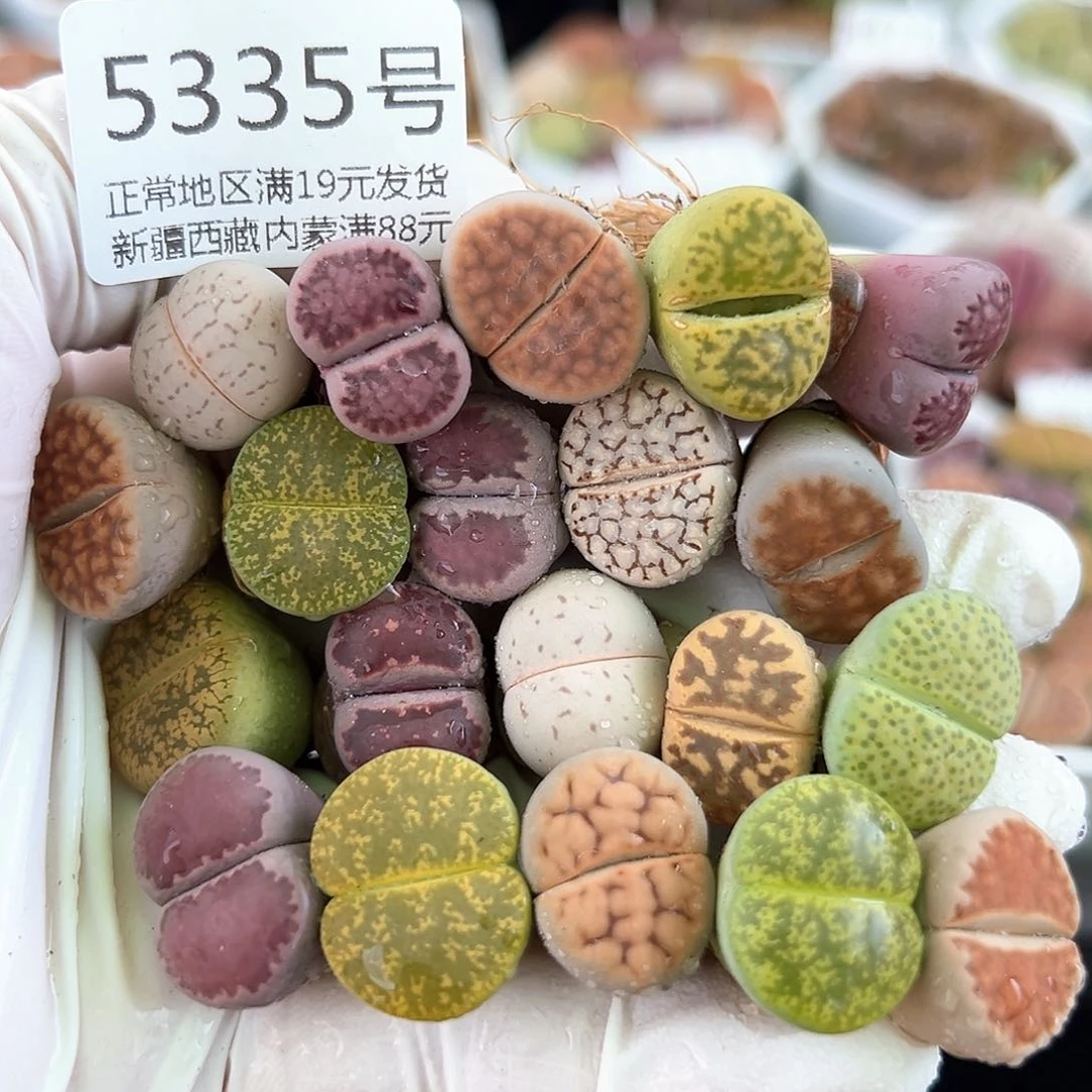 好养易活生石花大母本5335共20个