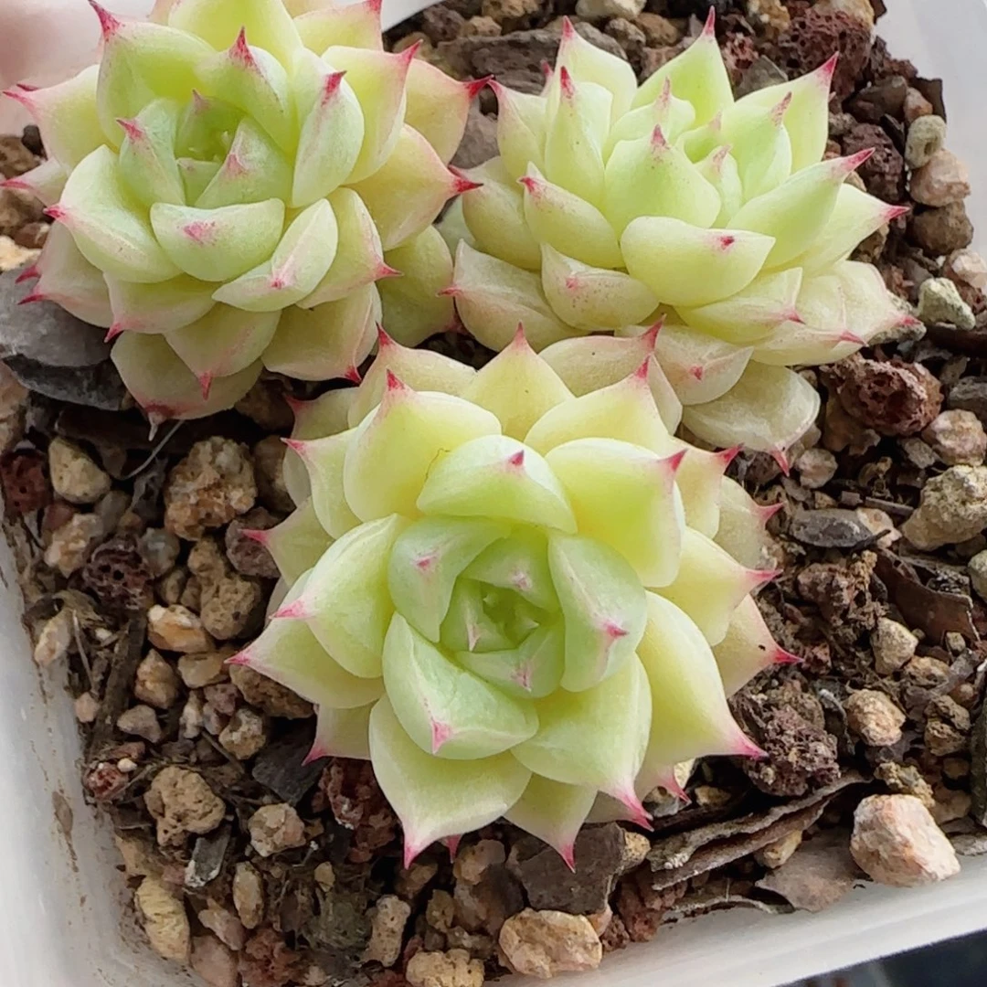 花语逸镜0817-48散