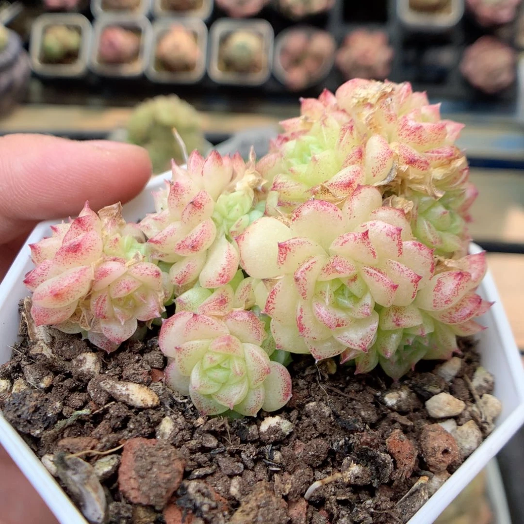 W47不整，20包邮两天凑单偏远不发货