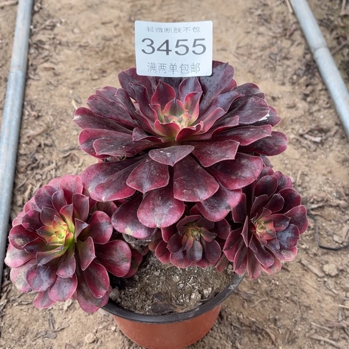 3455美杜莎的的的