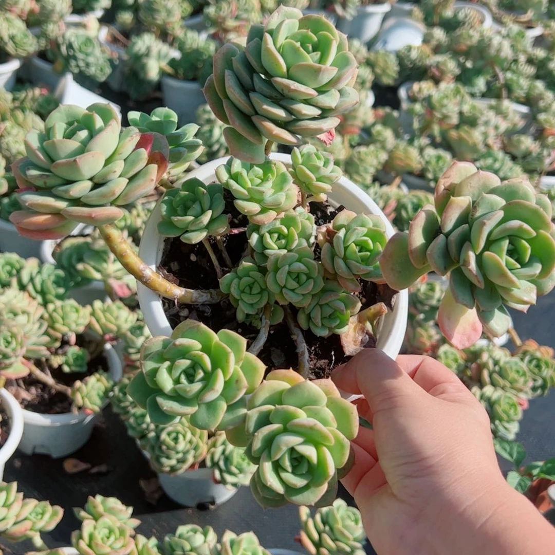 妮可莎娜玫瑰大盆