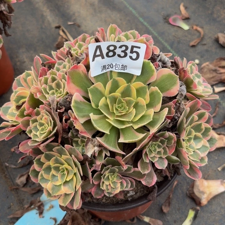 瑞妈多肉植物，835粉女郎