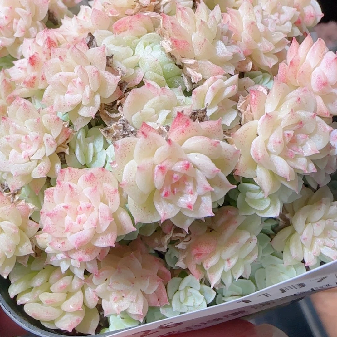 花语逸镜1107-26散