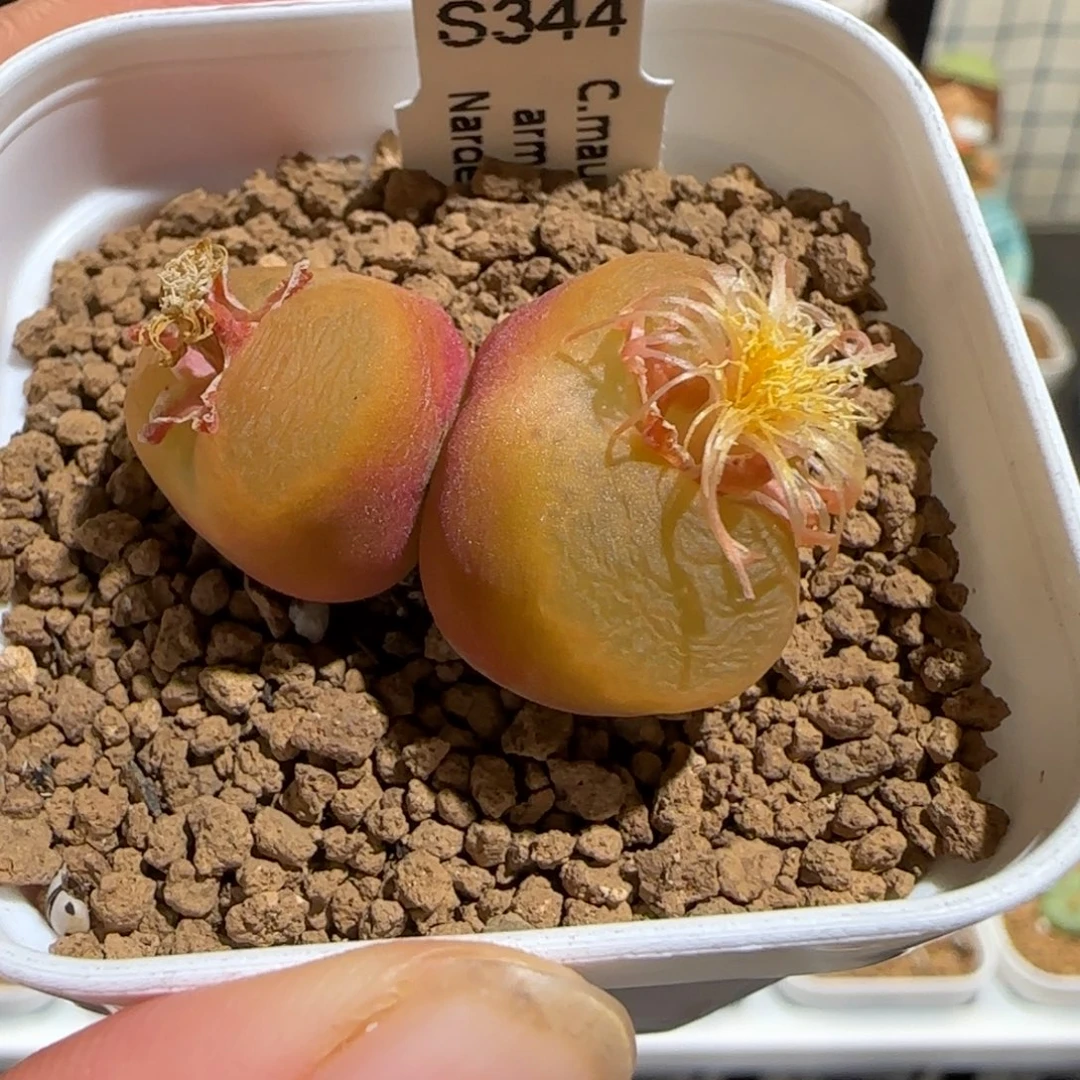 肉锥多肉植物组合-优选水蜜桃母本244