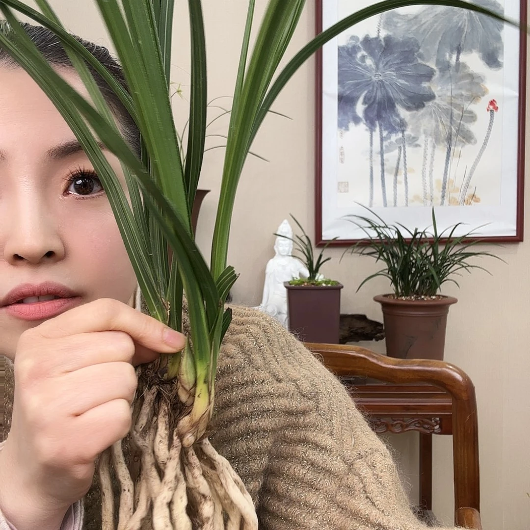 老***于完全开放程梅3苗带花