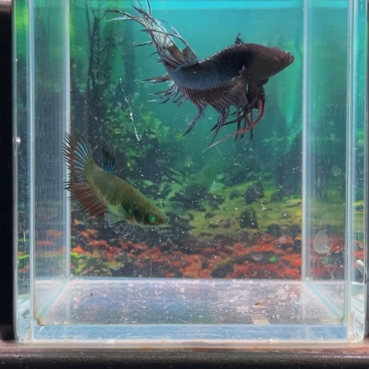 斗鱼就是这么喜欢这个综艺节目很多