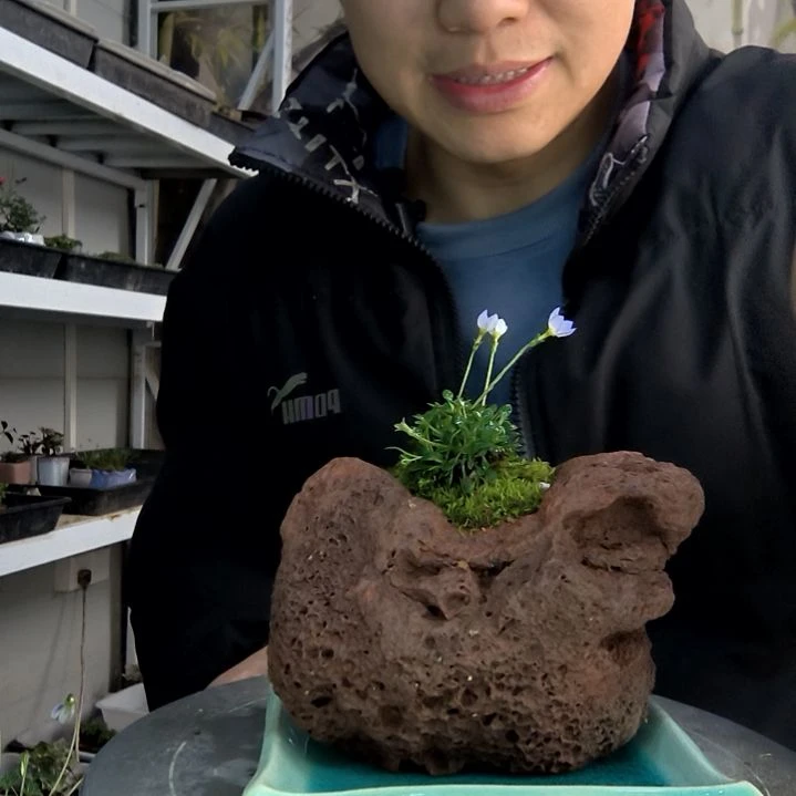 打****づ小盆景小植物一物一拍112