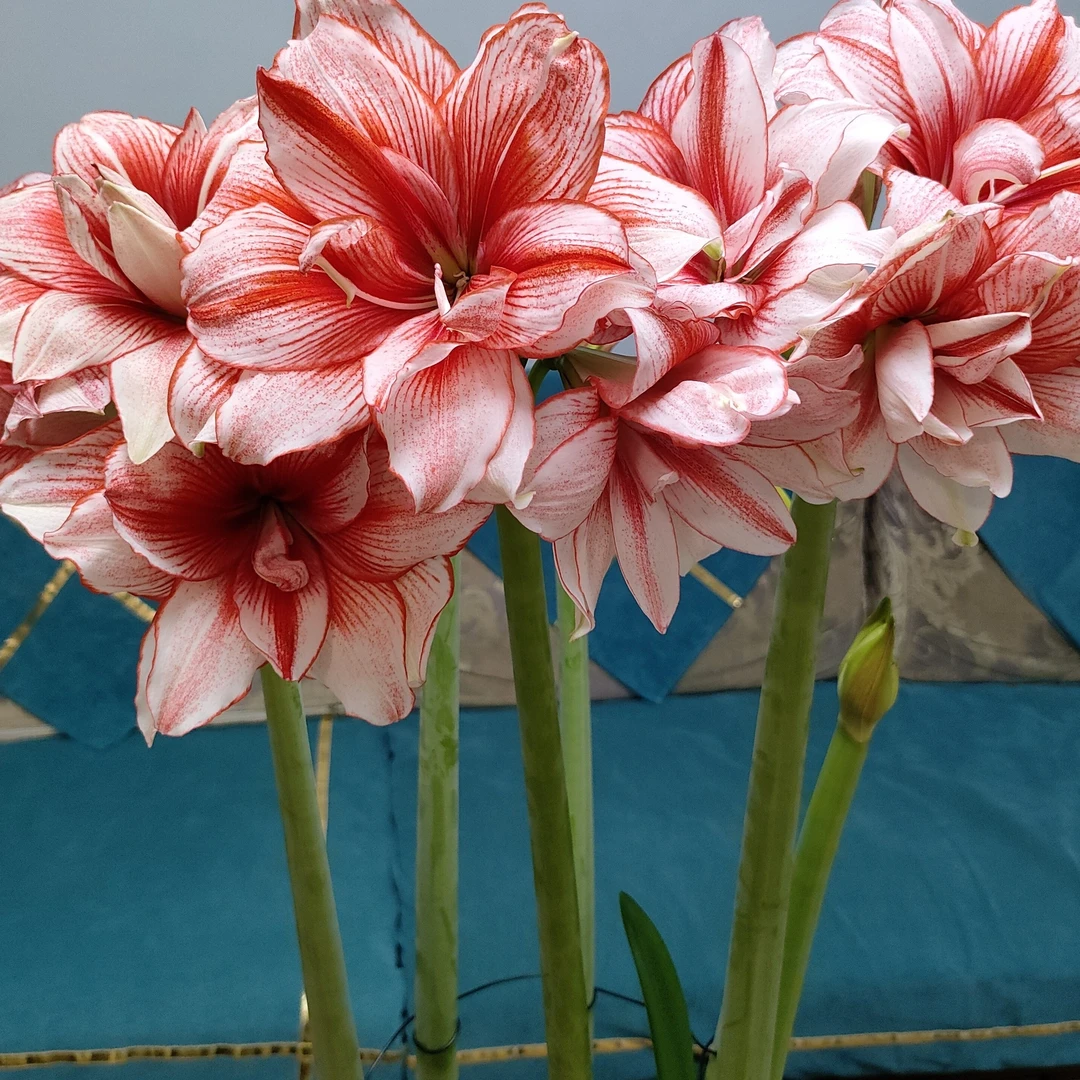 鬼魅开花球规格，不带花苞带盆带土发货，不带花苞