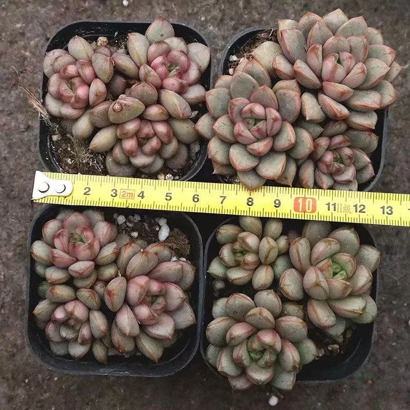 葡萄多肉 带盆发 满9.9包邮