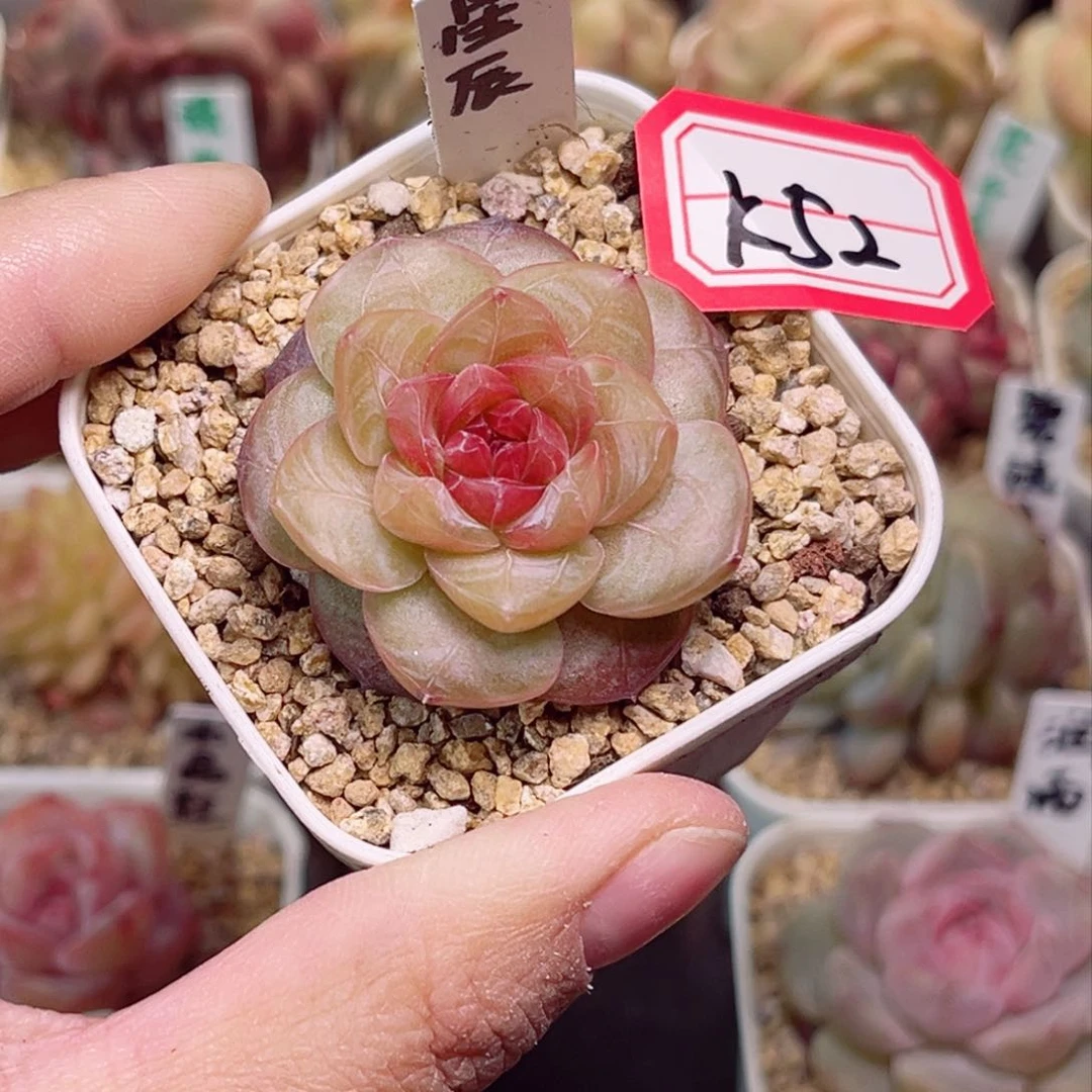 h****腩K52一物一拍 星辰