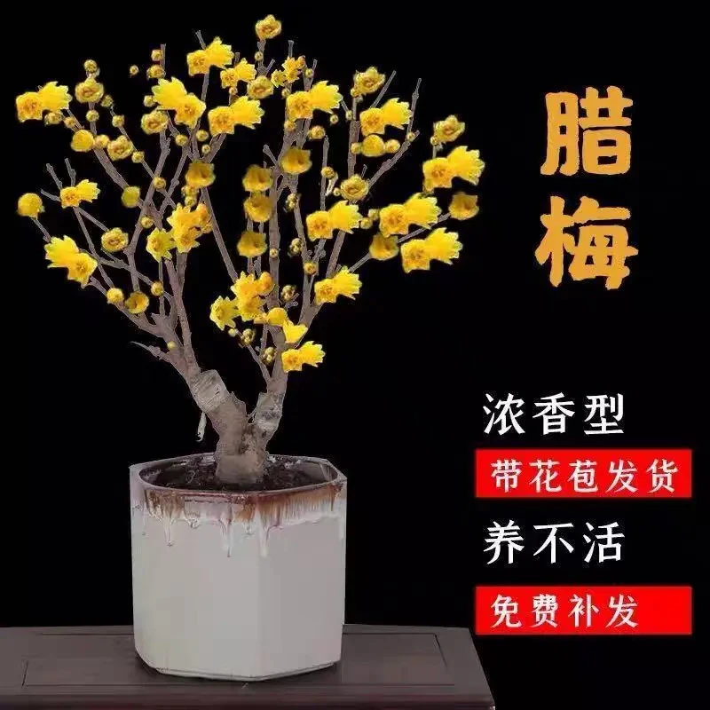 【带花苞】原生腊梅花红梅花卉盆栽耐寒耐热浓香型庭院阳台植物好养