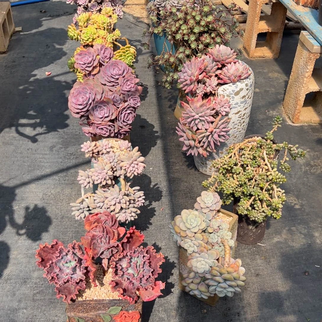 未****牌10颗肉肉带盆带250物流费