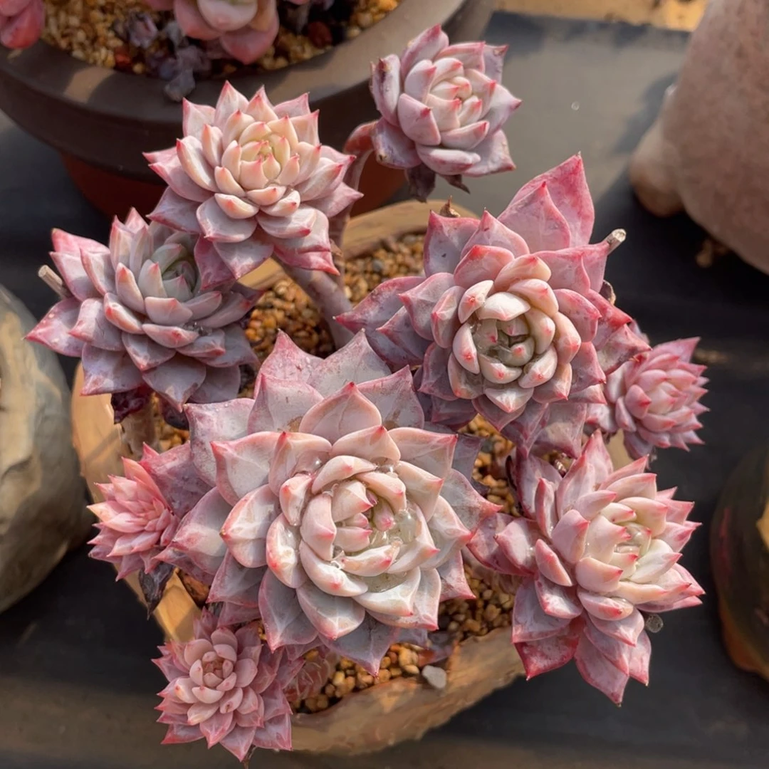 粉蓝鸟多头老桩群