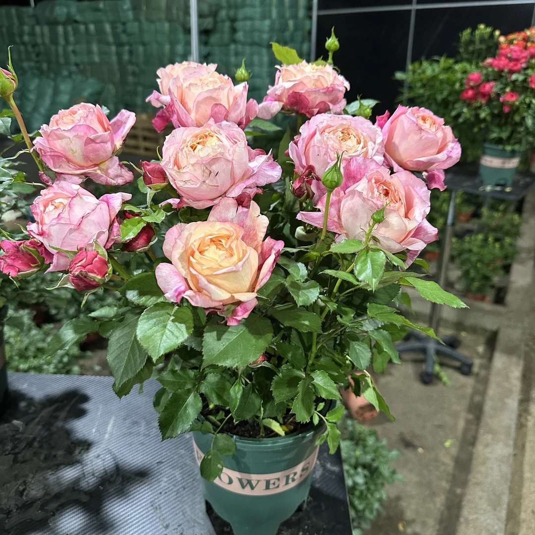 怪【大花美人】加仑盆一盆 四季开花阳台庭院耐寒耐热新手好养