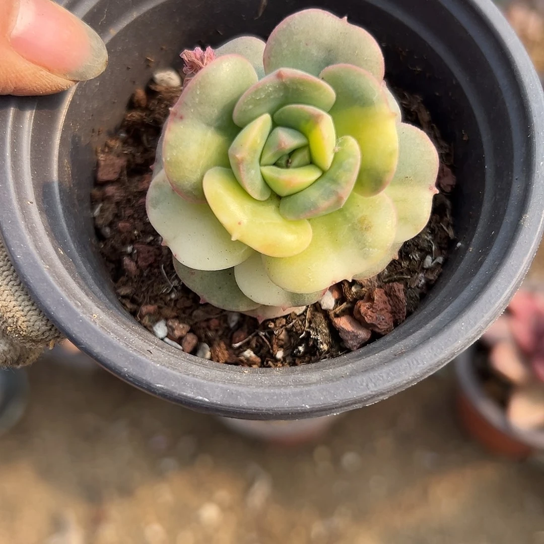 尼可刹那锦多头中央音乐学院