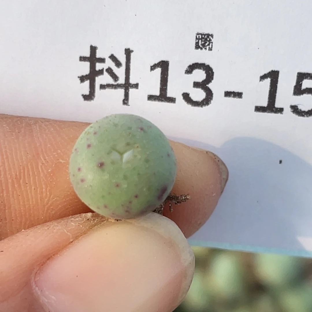 13-15鸭嘴兽奔多肉植物