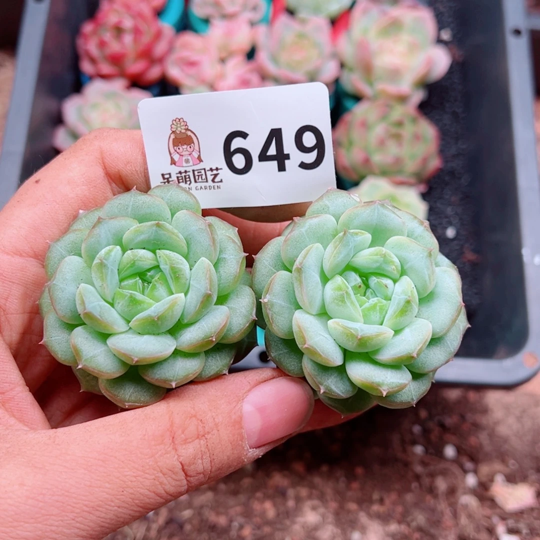 多肉植物多肉植物