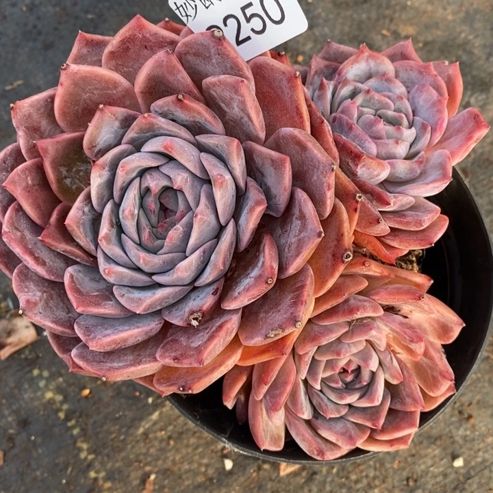 2250杂交老桩基地～13厘米