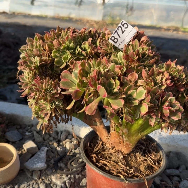 女神法师锦缀化725