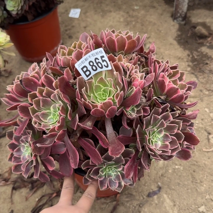 金丝缺……多肉植物……