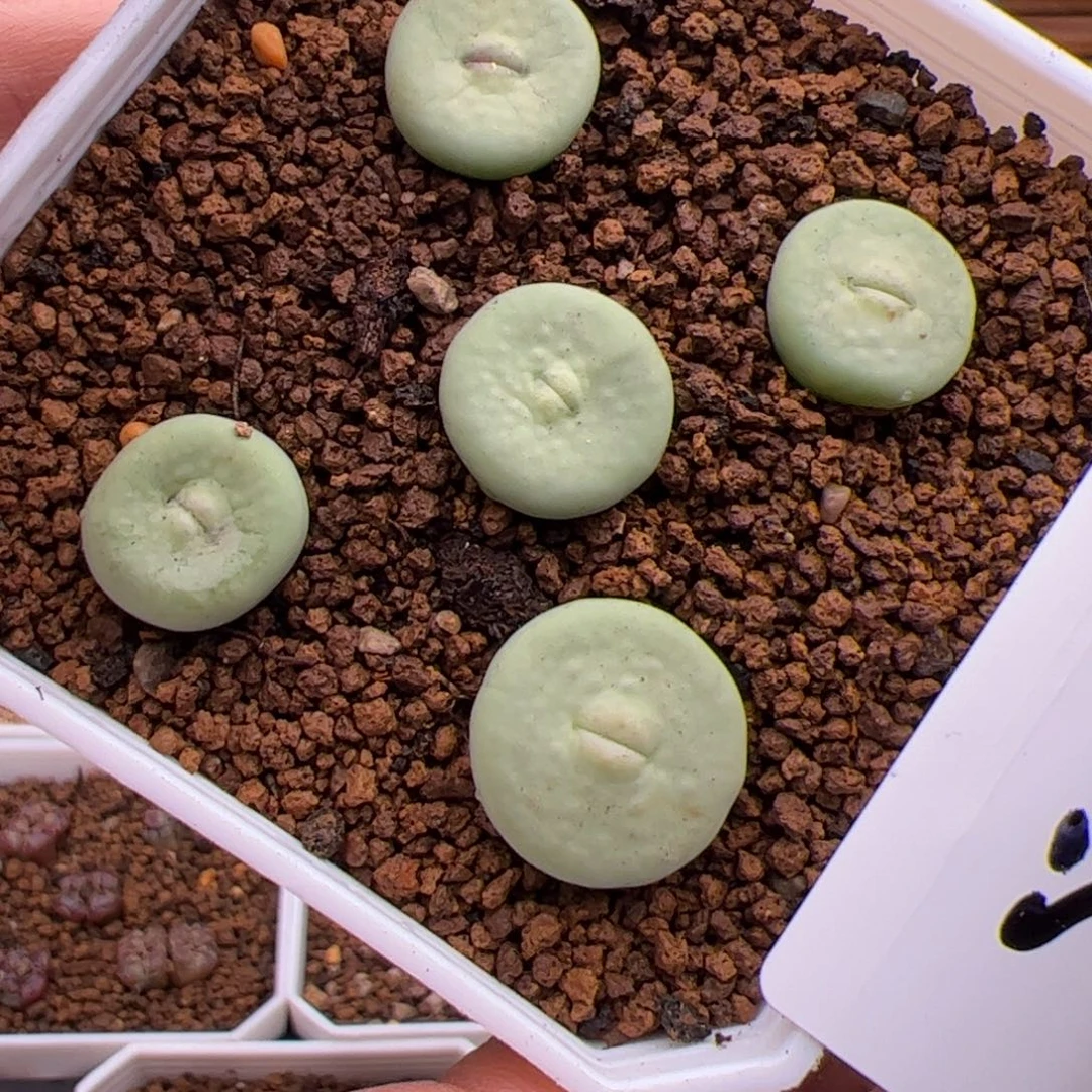 6.22小红嘴多肉植物521