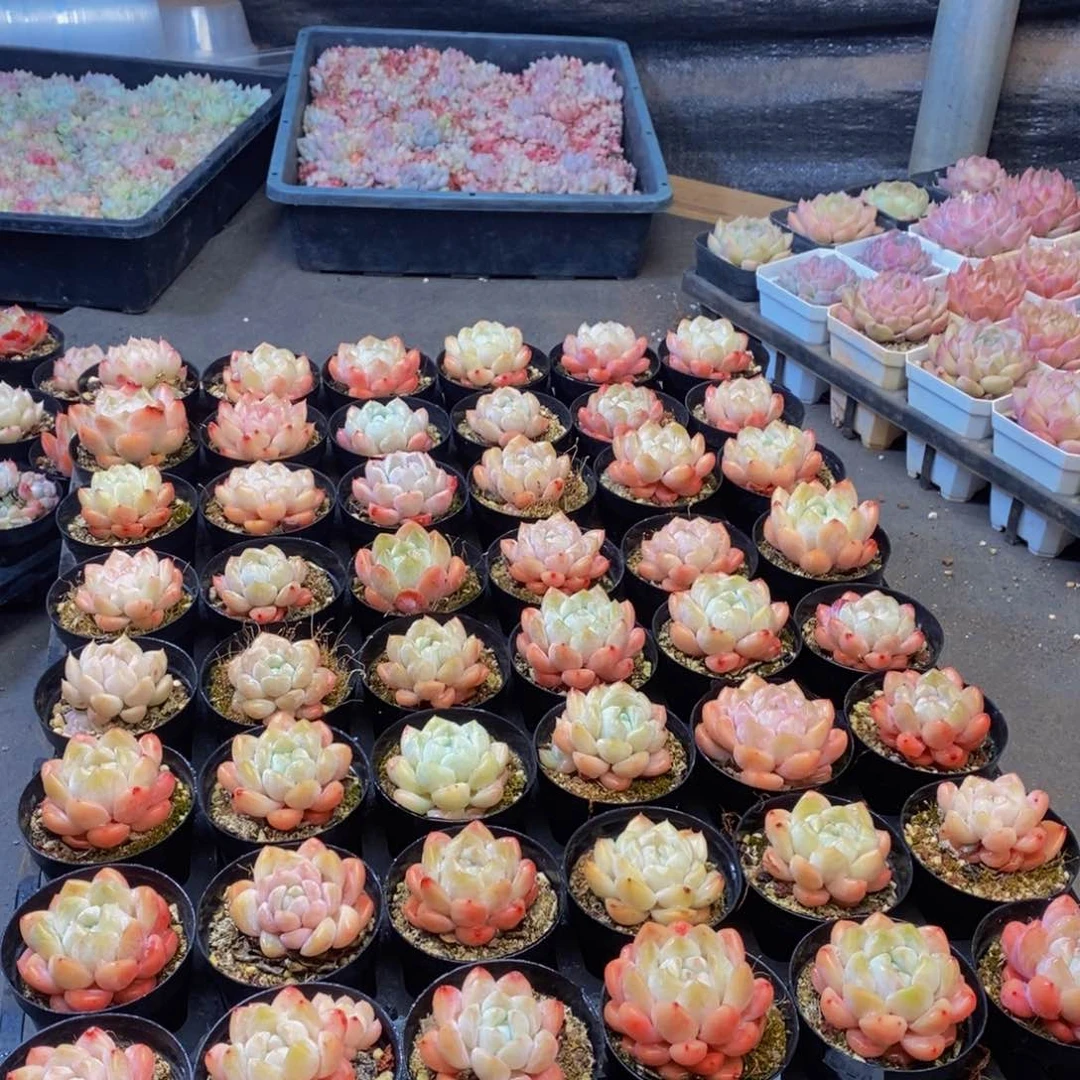 155多肉植物保护研究所所长助理研究员