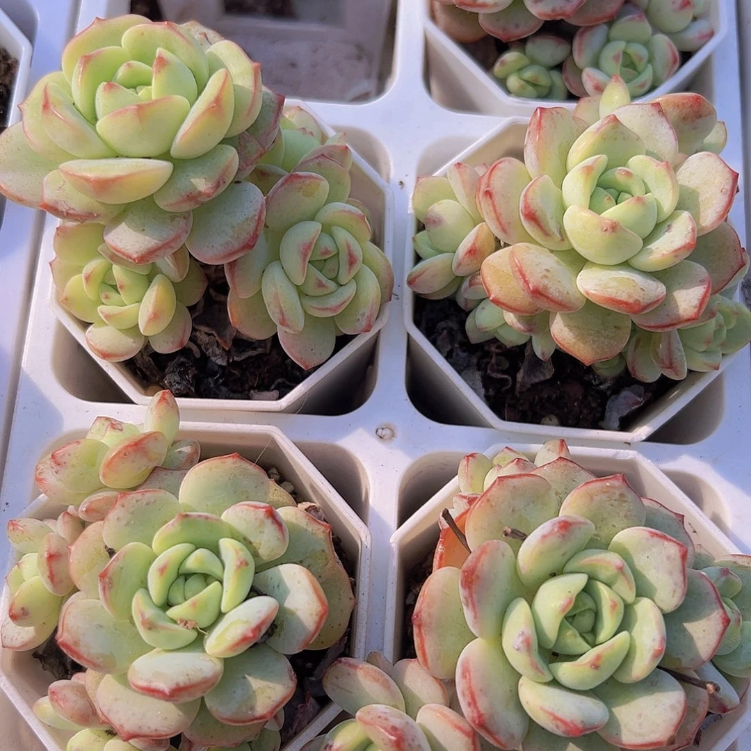 香草老桩19包邮多肉