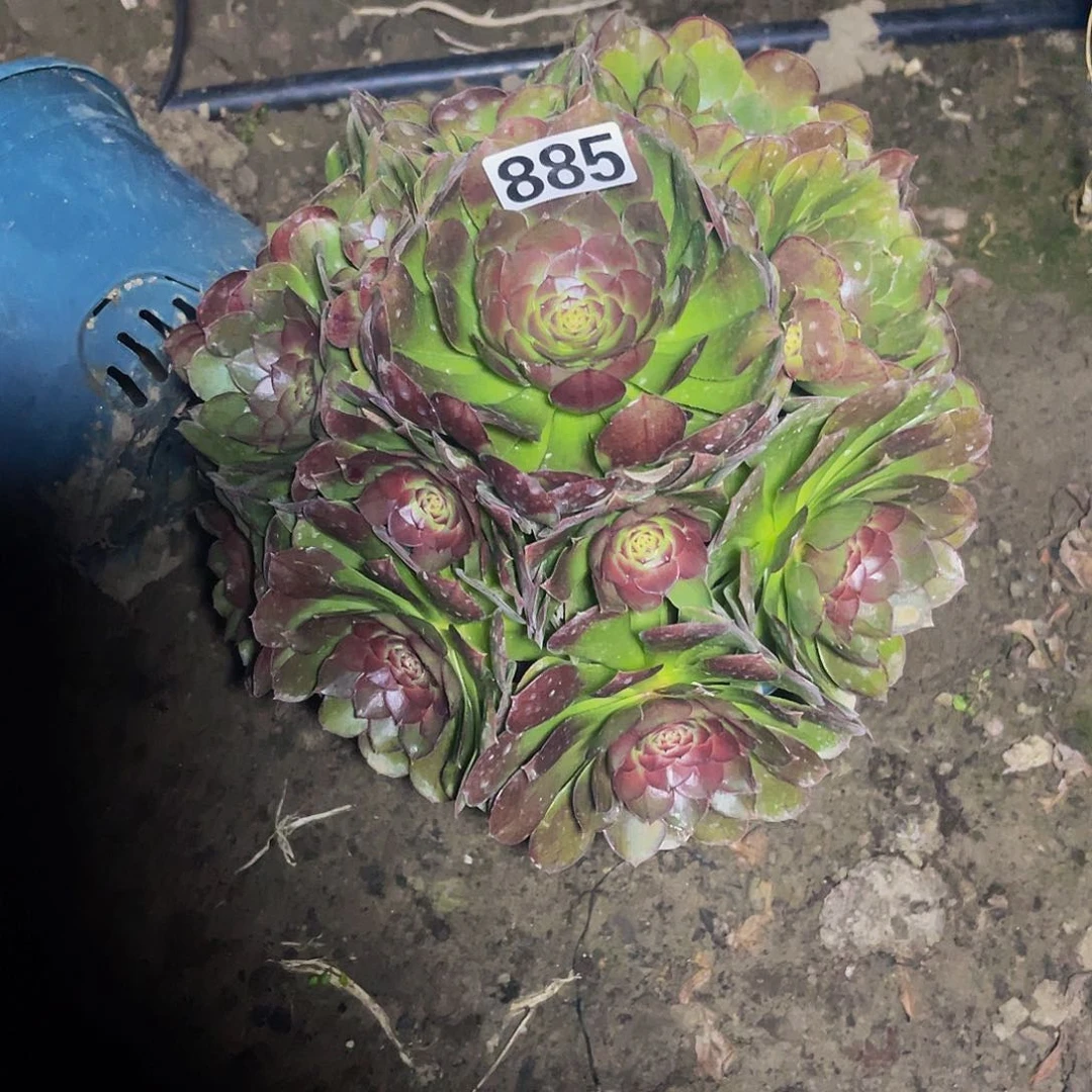 法师法师14-0包邮法师