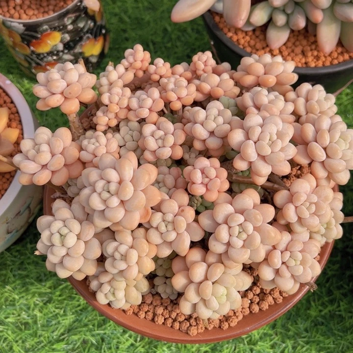 小**?健健康康平平安安