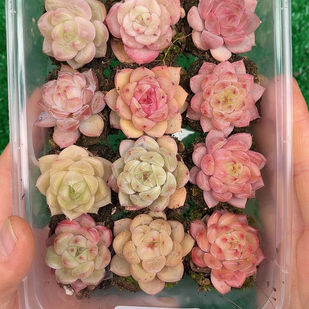 多肉一物一拍28-102