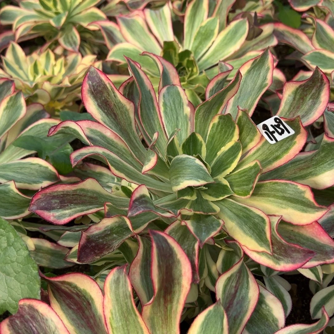 159魅影多肉植物一