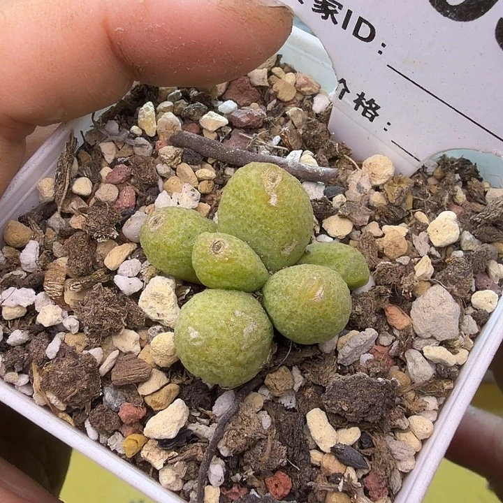 030。满38包邮肉锥