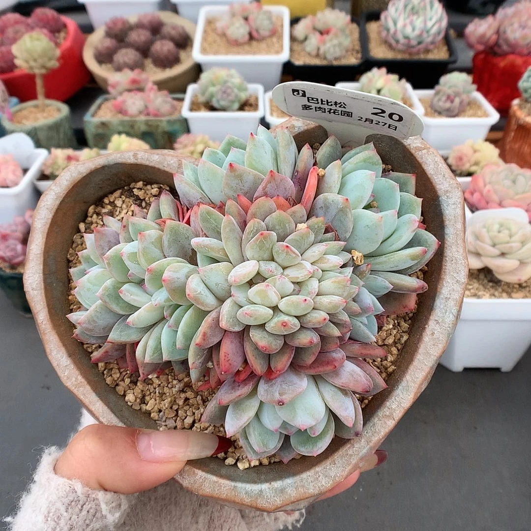 20梦露缀化多肉植物