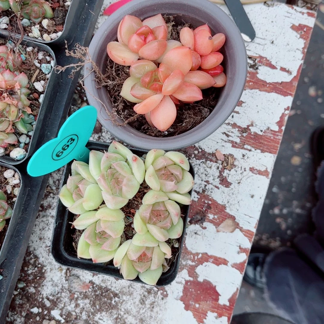 芥***事风靡园艺芥末酱专拍链接