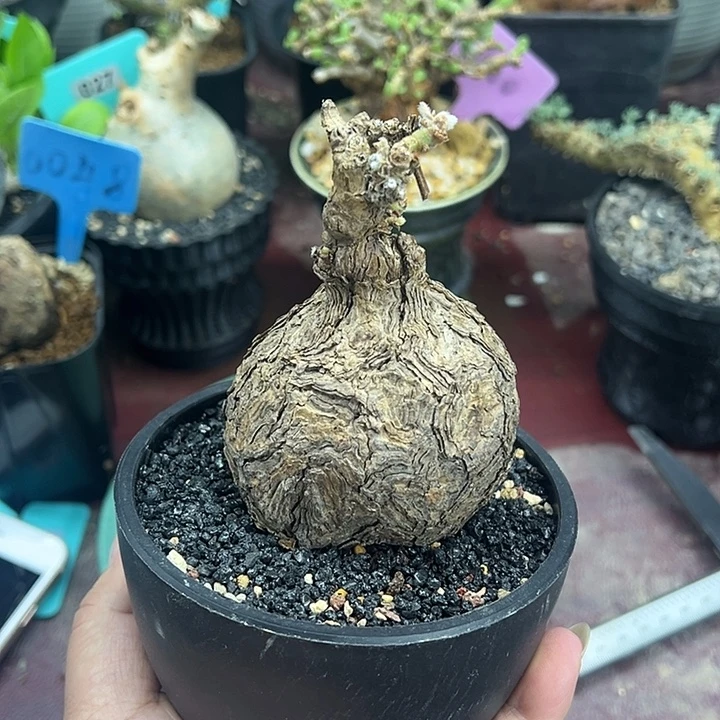 枯木杨奎产地多肉植物