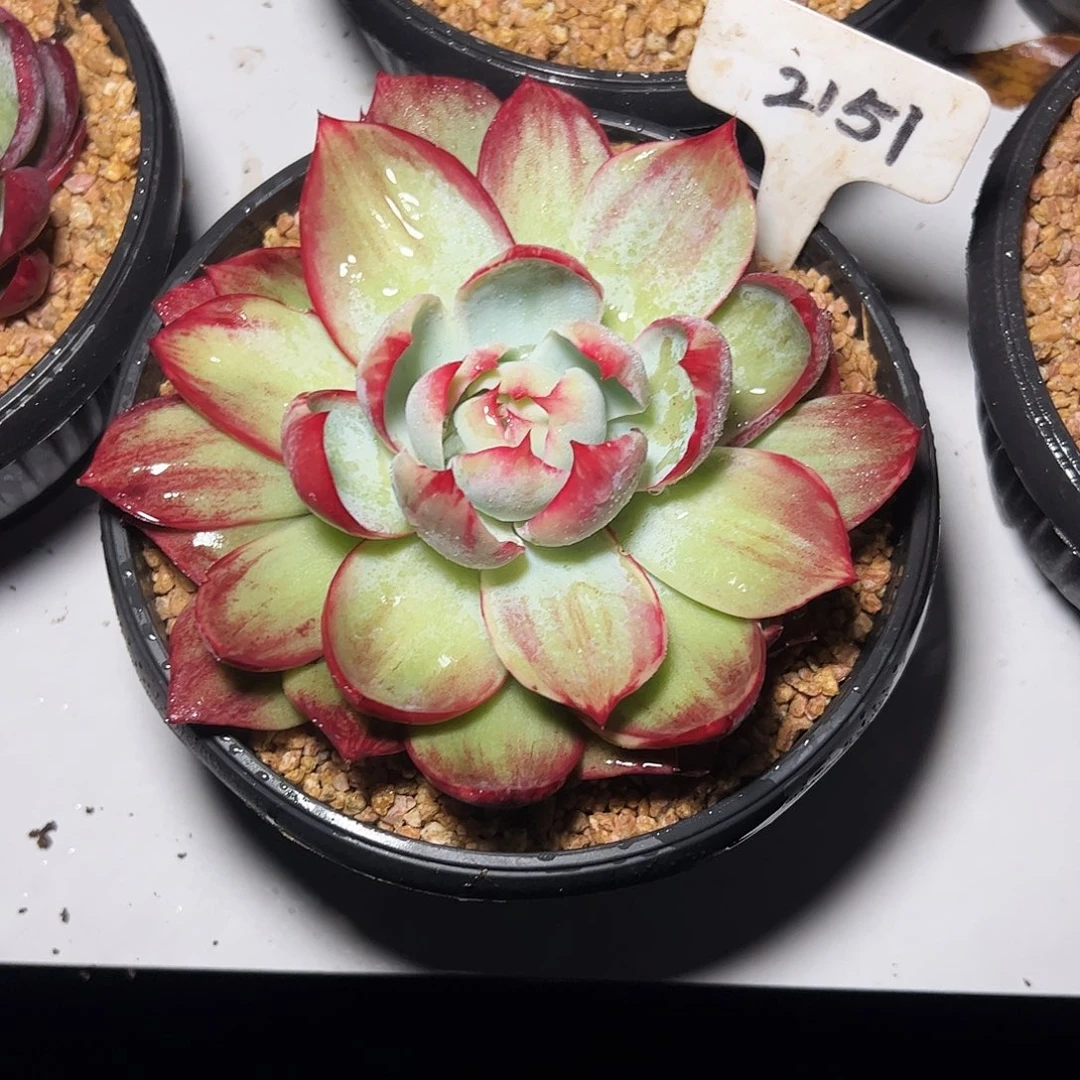 ****～惊鸿仙子一物一拍2151号