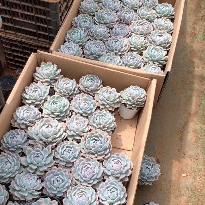 单头包子橙梦露锦12.88两单包邮