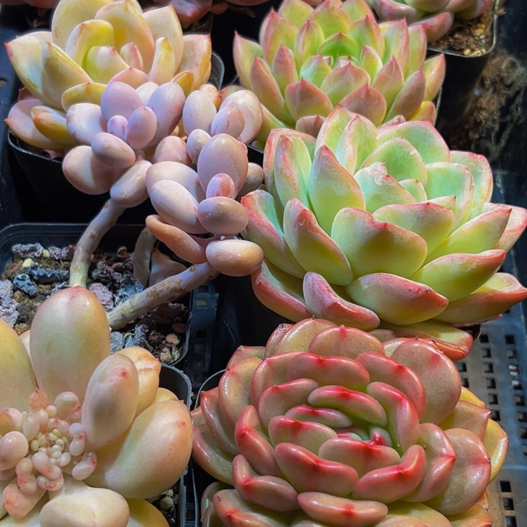 浅***靥265大热的一天从早上开始就