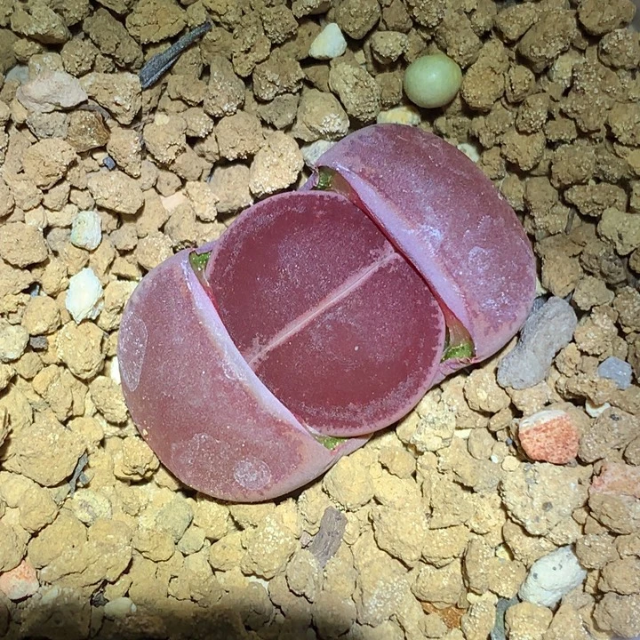 精品多肉植物全窗酒红紫勋
