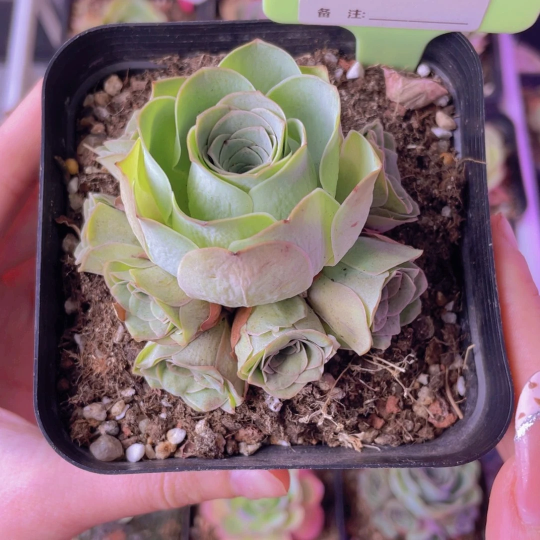 单品一物一拍254号