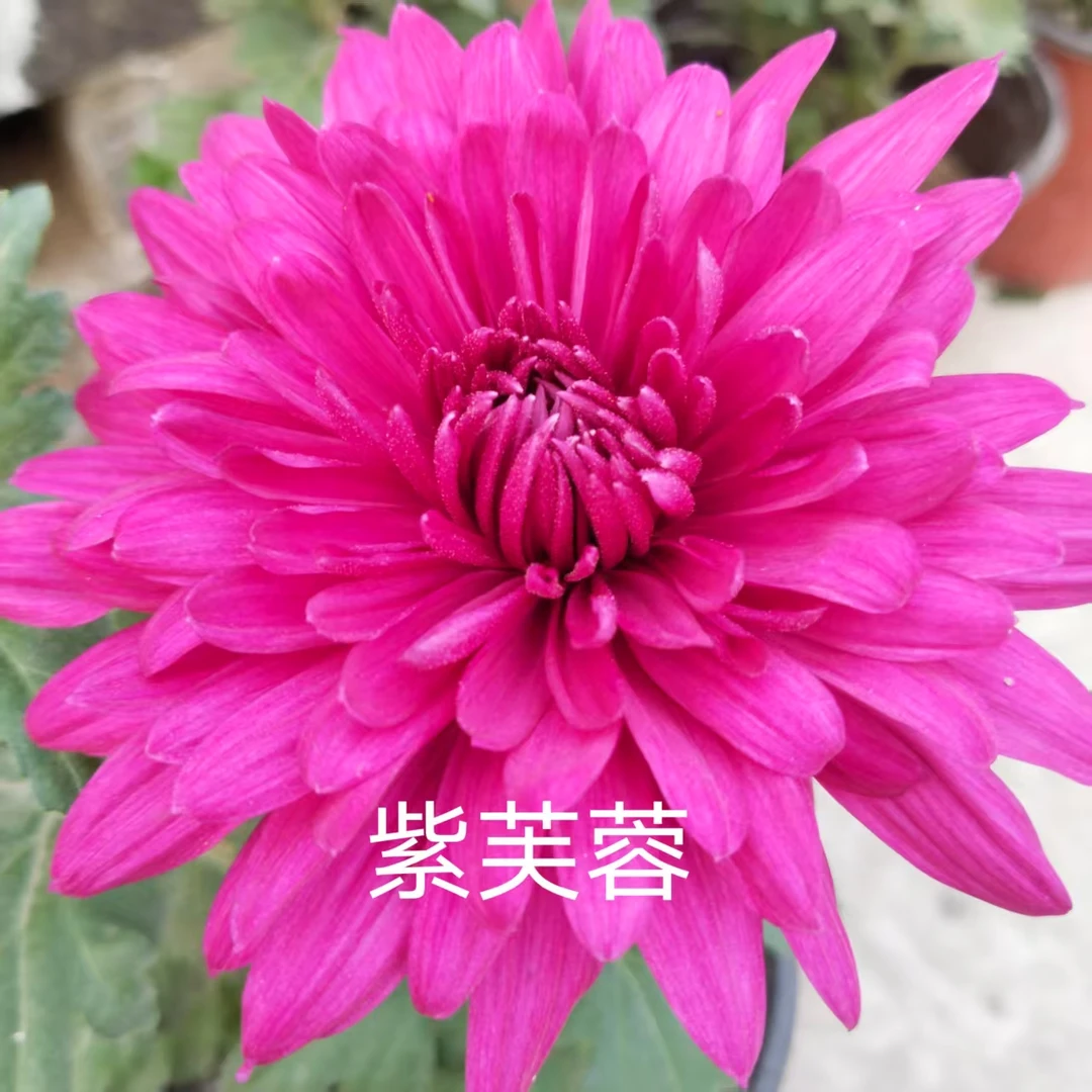 紫芙蓉,菊花苗,带花苞,可盆栽,可地栽。