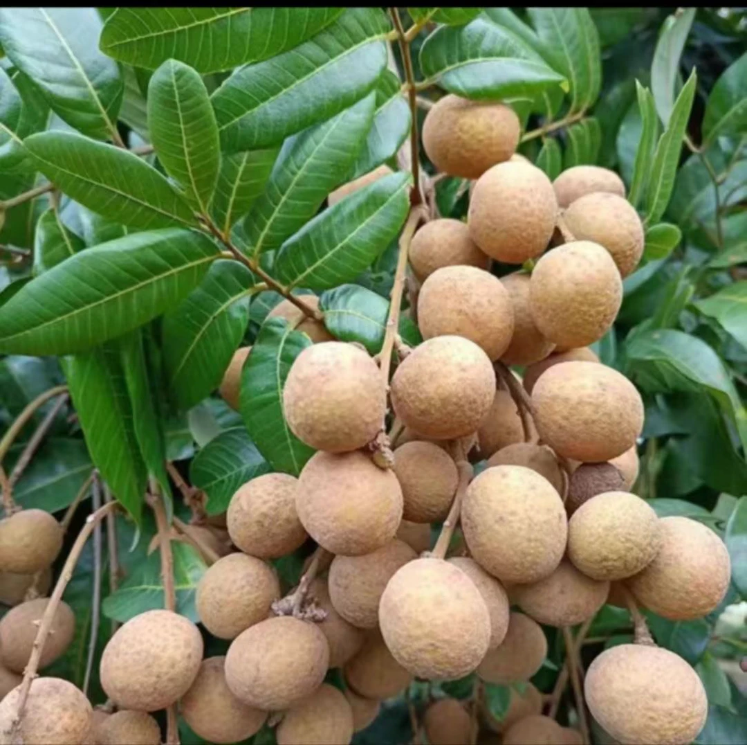 福建诏安富硒古山、石硖龙眼现摘现发清甜爽口当季新鲜桂圆