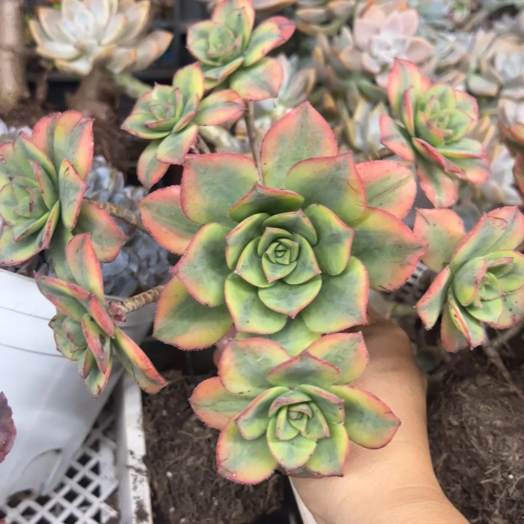 星爆整装整群老桩