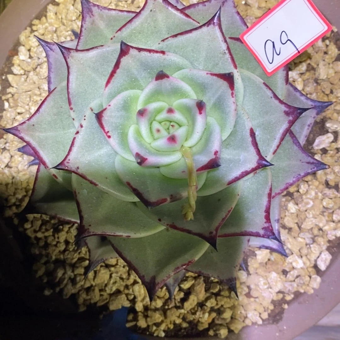 风**过福利美乌a9