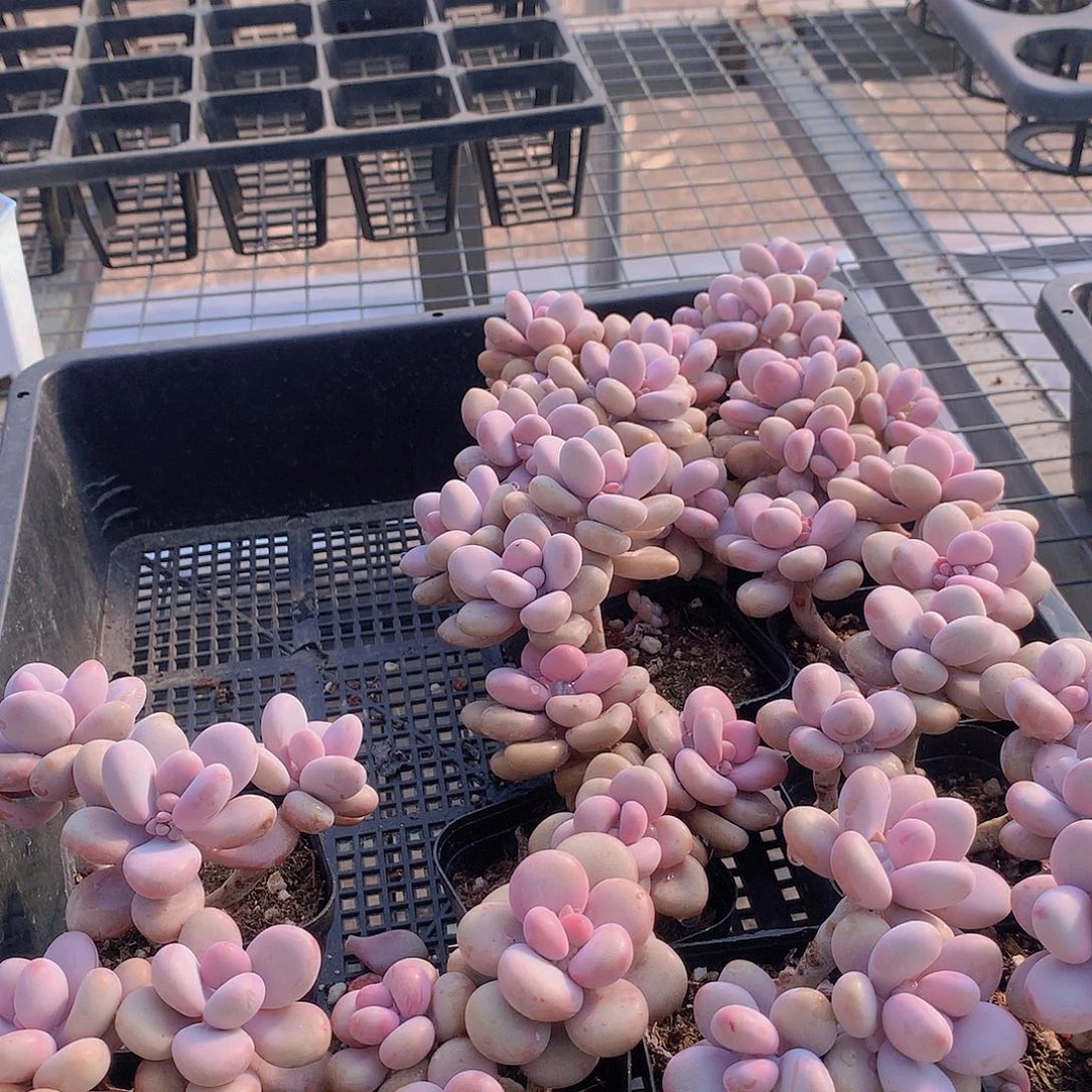 高杆三头桃蛋2456789999000