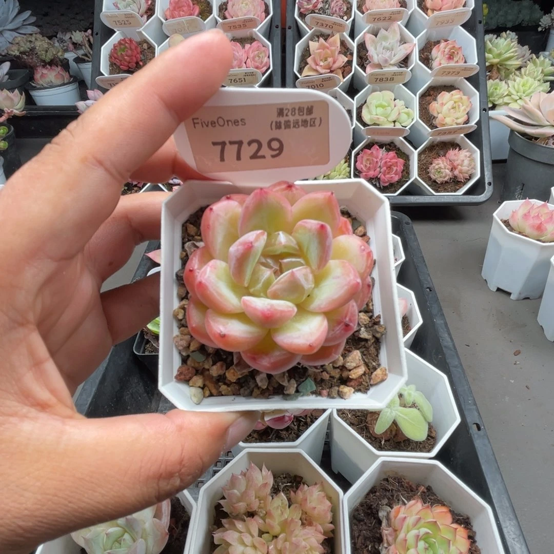 7729新品推荐4.5厘米