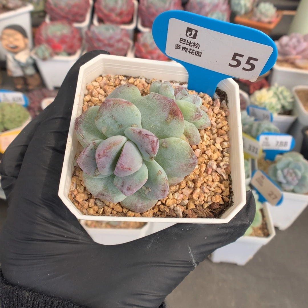 55 灭心紫皮冰玉石化