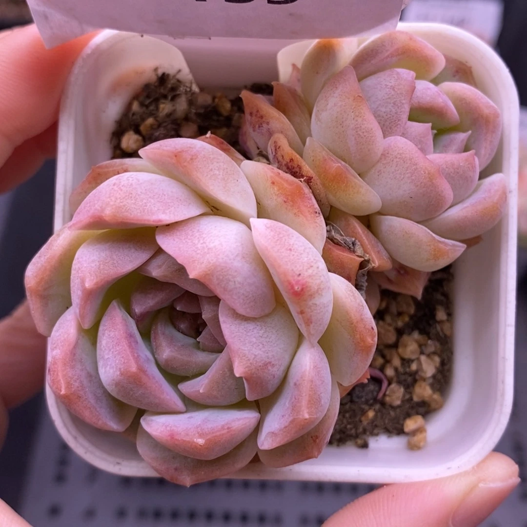 【闪购商品】31-155
