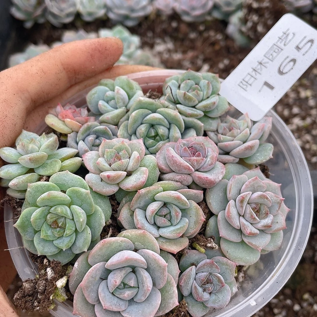 多肉植物多肉植物165
